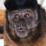 Malpy z táborské zoo mrazy rády nemají. Na sněhu dlouho nevydrží