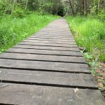 VÝLETY: Krásná a tajemná Borkovická blata