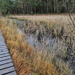 VÝLETY: Krásná a tajemná Borkovická blata