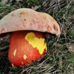 S mykologem nejen o knize Vzácné houby Táborska. Proč ubylo hřibů hnědých a vrátily se lišky?