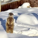Hravé surikaty z táborské zoo si užívaly sněhové hrátky