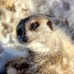 Hravé surikaty z táborské zoo si užívaly sněhové hrátky