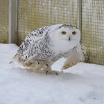 Sovice sněžní v táborské zoo hypnotizuje pohledem