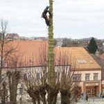Jedle na dačickém náměstí musela jít k zemi. Napadla ji houbová choroba