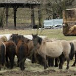 Chovatel se dostal do potíží, úhyn zvířat řeší veterinární správa. Na pomoc se vrhli i dobrovolníci