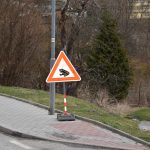 Řidiči ve Větřní mohou opatrnou jízdou ochránit migrující žabky