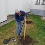 Zpěvák Jožka Šmukař zasadil v Milevsku mandloně