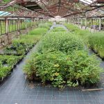 Nového nájemce Krafferovy zahrady v Jindřichově Hradci čeká hodně práce. V areálu plánuje i kavárnu