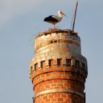 Budou letos na komíně v Soběslavi klapat čápata? Přidané detailní foto