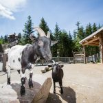 Království lesa – zážitek pro všechny generace