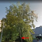 Stromy spějí k záhubě! Někdo je navrtal a nalil do otvorů neznámou kapalinu