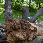 Návštěvníky Husových sadů v Jindřichově Hradci už nevítá torzo lípy. Kmen skončil na broukovišti