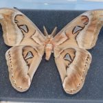 Blatské muzeum v Soběslavi zahájilo sezónu sochařskou výstavou