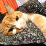 Želva Žofka ovládla červnovou fotosoutěž
