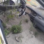 Umění ve městě: Rozkvetlé auto či zářící obrazovka