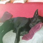Želva Žofka ovládla červnovou fotosoutěž