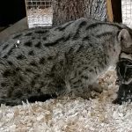 Zoo Na Hrádečku se daří odchovávat vzácné druhy zvířat. Na návštěvníky čekají například mláďata opiček drápkatých nebo kočky rybářské