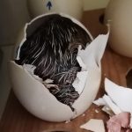 Zoo Na Hrádečku se daří odchovávat vzácné druhy zvířat. Na návštěvníky čekají například mláďata opiček drápkatých nebo kočky rybářské
