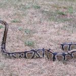 Želva Žofka ovládla červnovou fotosoutěž