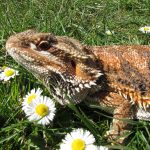 Želva Žofka ovládla červnovou fotosoutěž