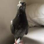 Želva Žofka ovládla červnovou fotosoutěž