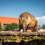 Nakrmte táborské labužníky. V zoo připravíte hostinu nosálům