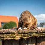 Nakrmte táborské labužníky. V zoo připravíte hostinu nosálům