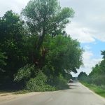 Písek sčítá škody po ničivé bouři: Pohroma v lesích, padlé stromy na sídlišti a zavřená plovárna