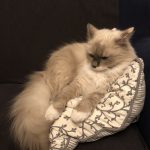 Želva Žofka ovládla červnovou fotosoutěž