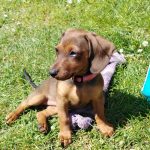 Želva Žofka ovládla červnovou fotosoutěž