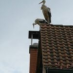 Želva Žofka ovládla červnovou fotosoutěž