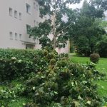 Pražské předměstí v Budějovicích je po bouřce plné padlých stromů