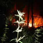 FOTO: U Orlické přehrady v noci hořelo 11 karavanů a dvě auta. Požár zasáhl i les