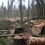 Deset let od blokády kácení v Národním parku Šumava. Jak vypadá les dnes?