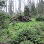 Deset let od blokády kácení v Národním parku Šumava. Jak vypadá les dnes?