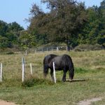 Šest divokých koní od úterý obývá novou přírodní rezervaci u Třeboně. Zakládací stádo tvoří pouze klisny