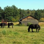 Šest divokých koní od úterý obývá novou přírodní rezervaci u Třeboně. Zakládací stádo tvoří pouze klisny