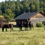 Šest divokých koní od úterý obývá novou přírodní rezervaci u Třeboně. Zakládací stádo tvoří pouze klisny