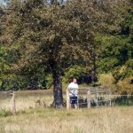 Šest divokých koní od úterý obývá novou přírodní rezervaci u Třeboně. Zakládací stádo tvoří pouze klisny