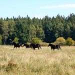Šest divokých koní od úterý obývá novou přírodní rezervaci u Třeboně. Zakládací stádo tvoří pouze klisny