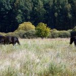 Šest divokých koní od úterý obývá novou přírodní rezervaci u Třeboně. Zakládací stádo tvoří pouze klisny