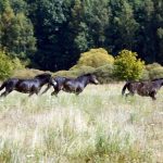 Šest divokých koní od úterý obývá novou přírodní rezervaci u Třeboně. Zakládací stádo tvoří pouze klisny
