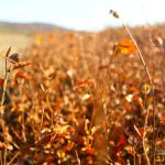 O autobusový výlet do Píseckých hor byl velký zájem. Podzimní příroda nabídla úžasné výhledy