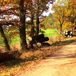 O autobusový výlet do Píseckých hor byl velký zájem. Podzimní příroda nabídla úžasné výhledy