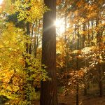 O autobusový výlet do Píseckých hor byl velký zájem. Podzimní příroda nabídla úžasné výhledy