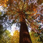 O autobusový výlet do Píseckých hor byl velký zájem. Podzimní příroda nabídla úžasné výhledy