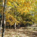 Listopadovou fotosoutěž vyhráli podzimníčci druháků