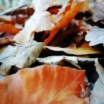 Listopadovou fotosoutěž vyhráli podzimníčci druháků