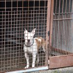 Děti z Bechyně se zapojily do šíření laskavosti. Přivezly dárky zvířatům z táborského útulku