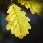 Listopadovou fotosoutěž vyhráli podzimníčci druháků